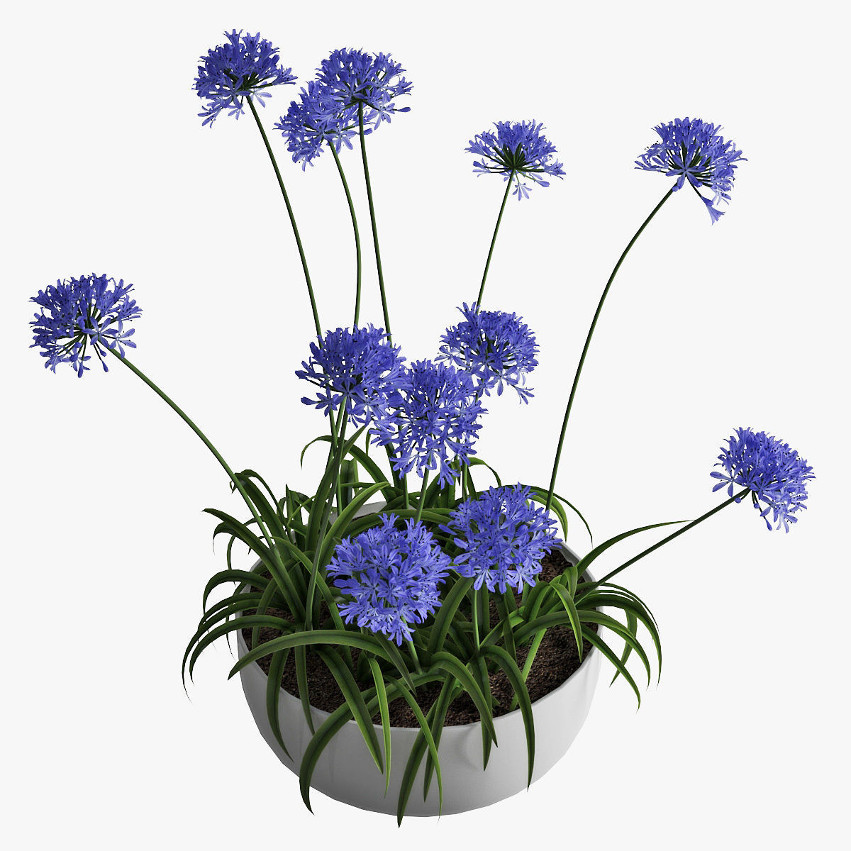 Agapanthus 3D model_7