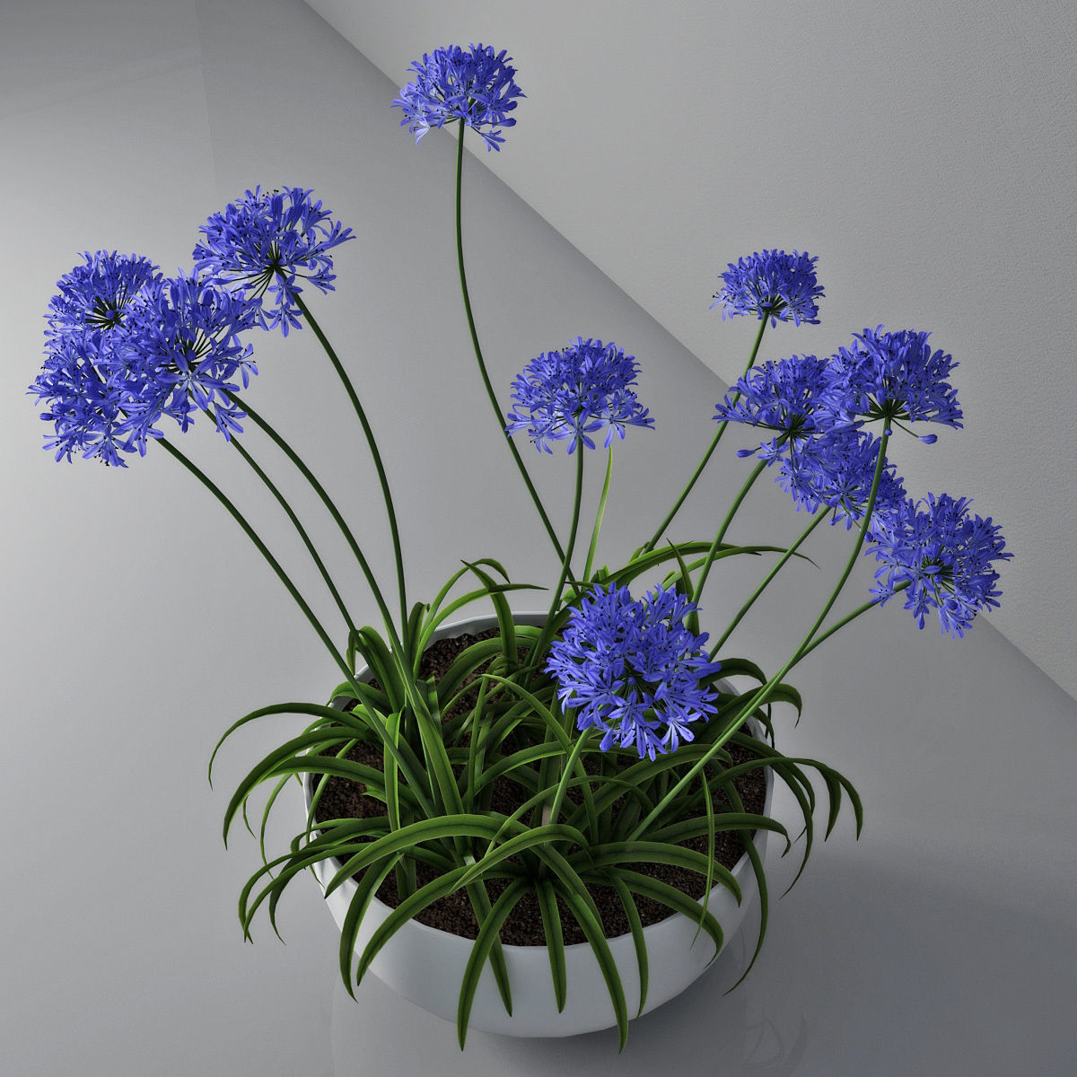 Agapanthus 3D model_2