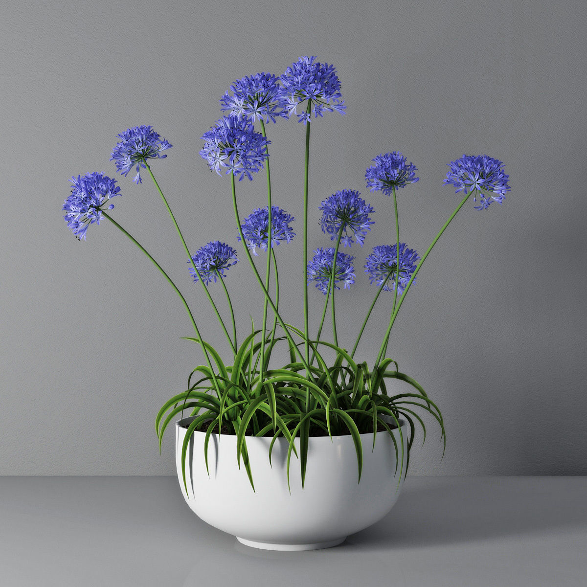 Agapanthus 3D model_0