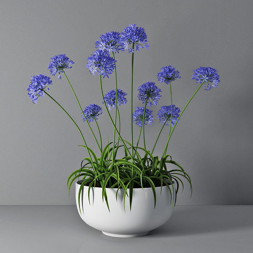 Agapanthus 3D model