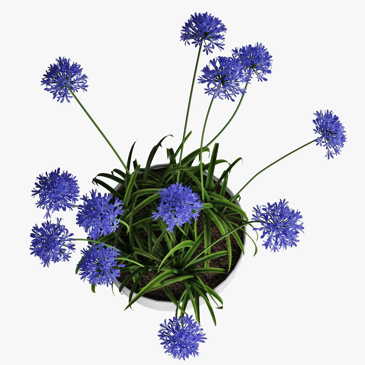 Agapanthus 3D model_8
