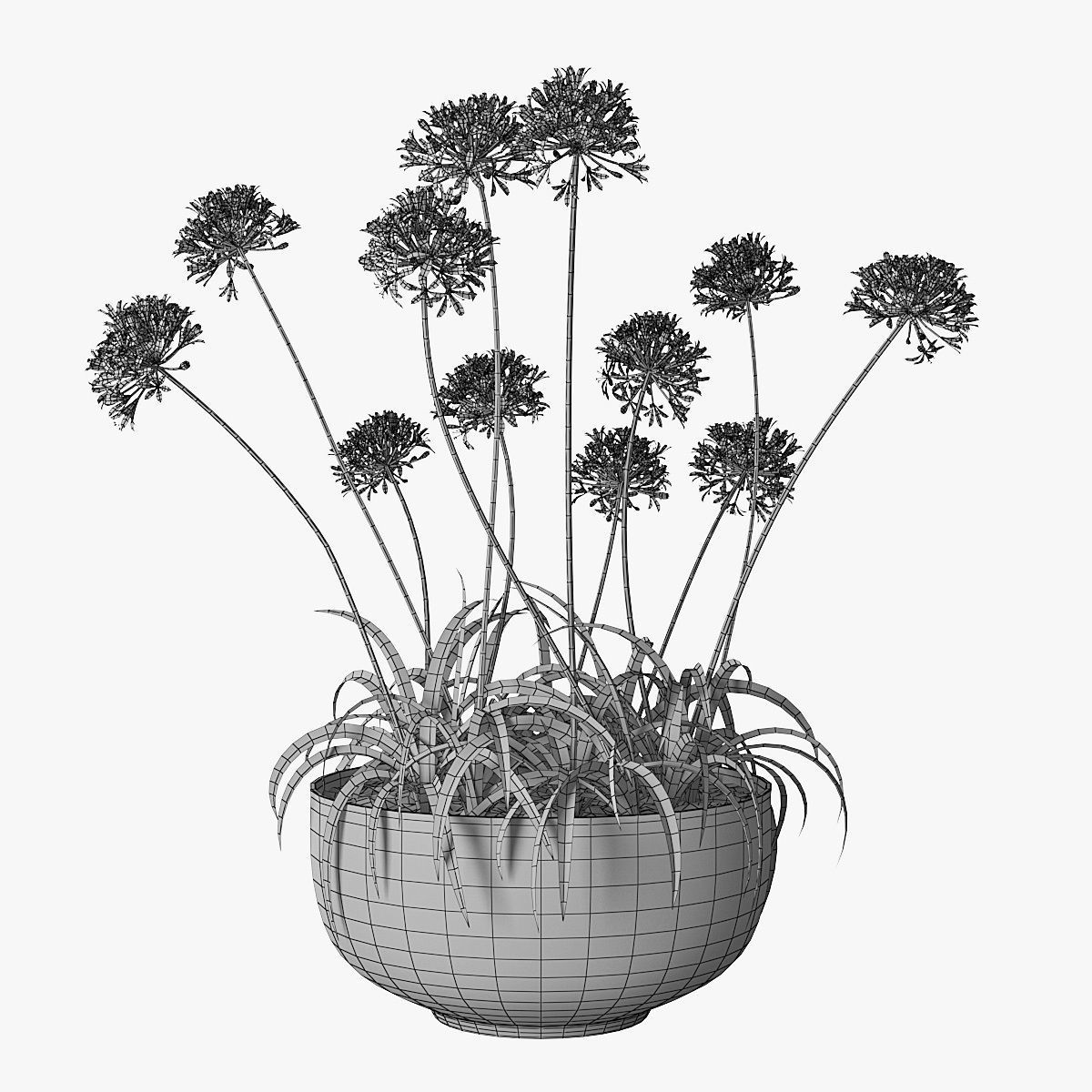Agapanthus 3D model_5