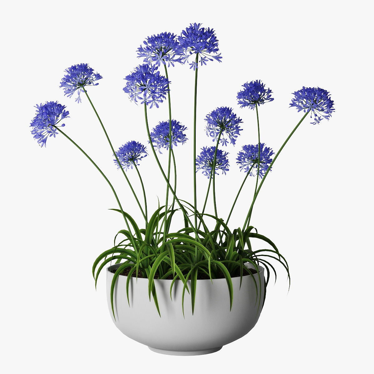 Agapanthus 3D model_4