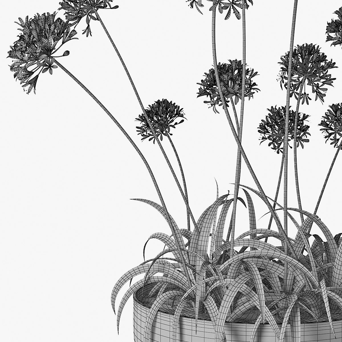 Agapanthus 3D model_13