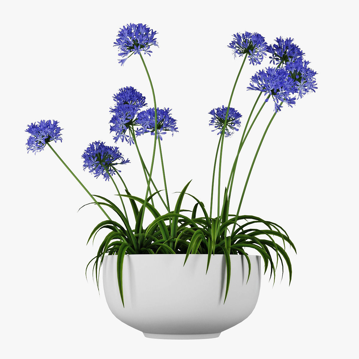 Agapanthus 3D model_9