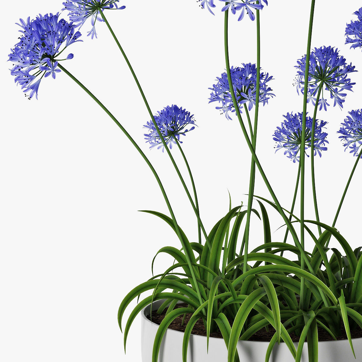 Agapanthus 3D model_12