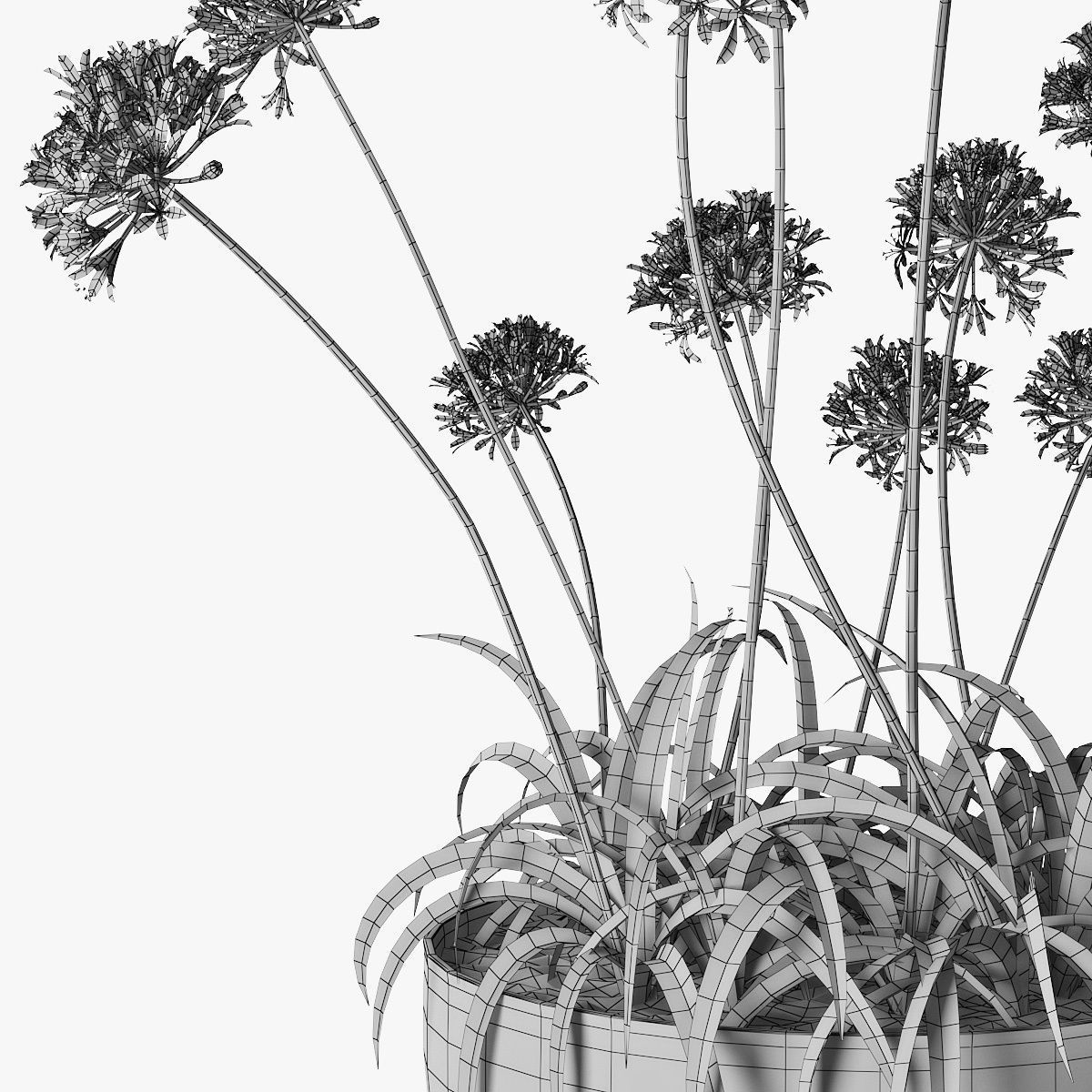 Agapanthus 3D model_11