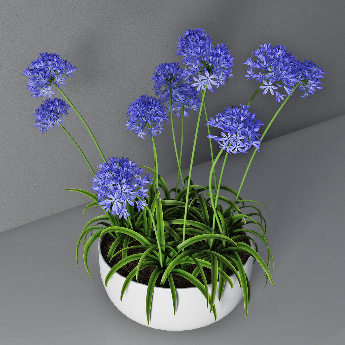 Agapanthus 3D model_3