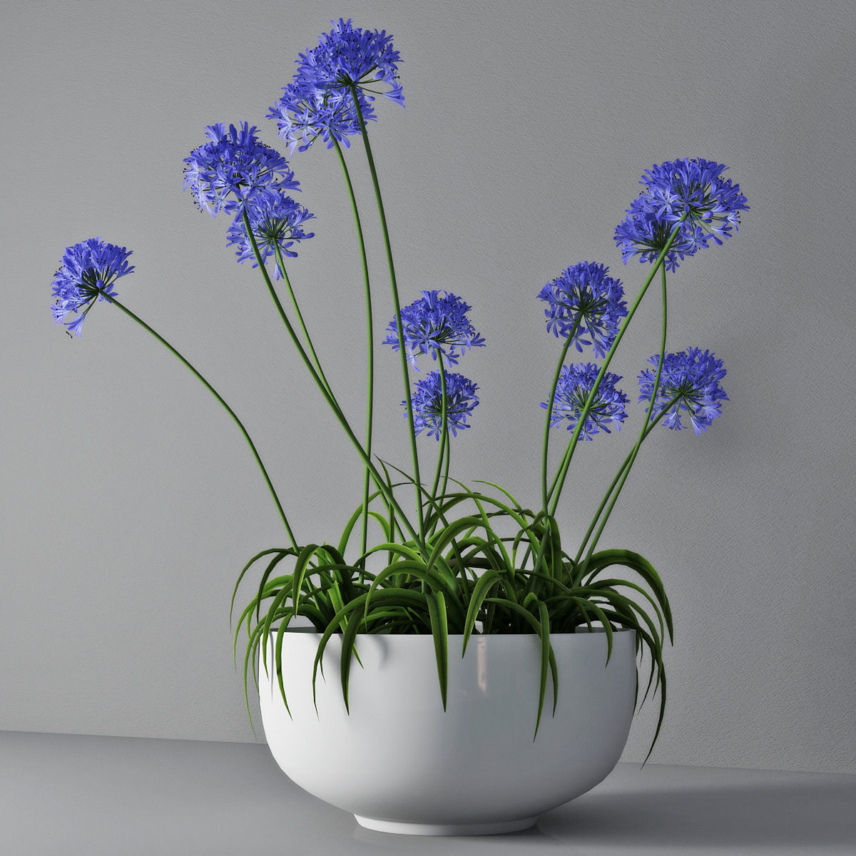Agapanthus 3D model_1