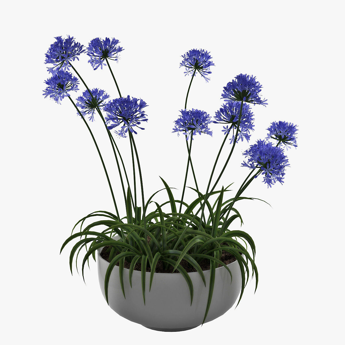 Agapanthus 3D model_6
