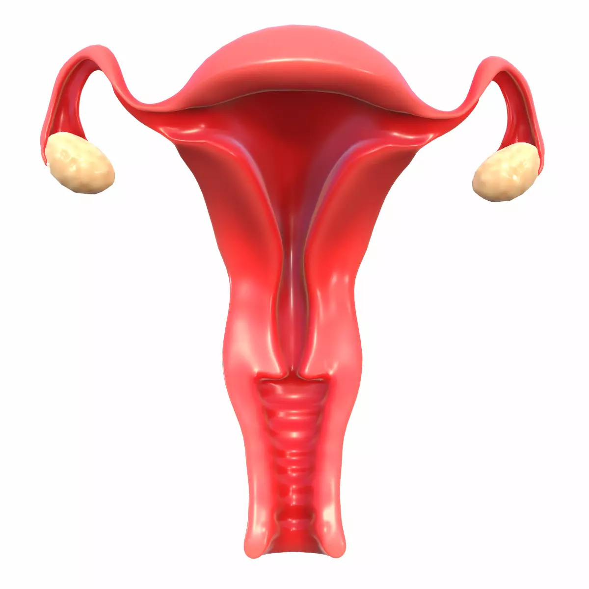 Female Reproductive System 3D model