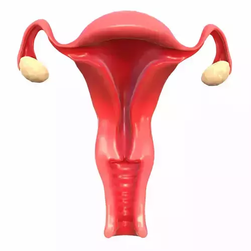 Female Reproductive System 3D model
