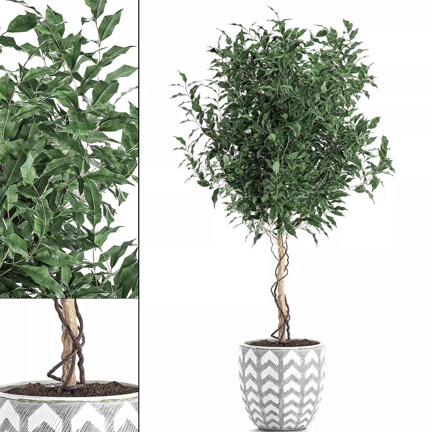 Ficus benjamina trees in a flowerpot for interior design 556 3D model_0