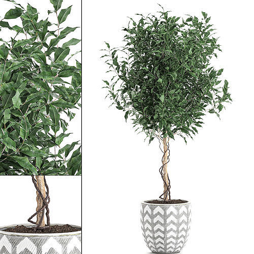 Ficus benjamina trees in a flowerpot for interior design 556 3D model