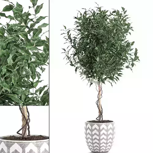 Ficus benjamina trees in a flowerpot for interior design 556 3D model