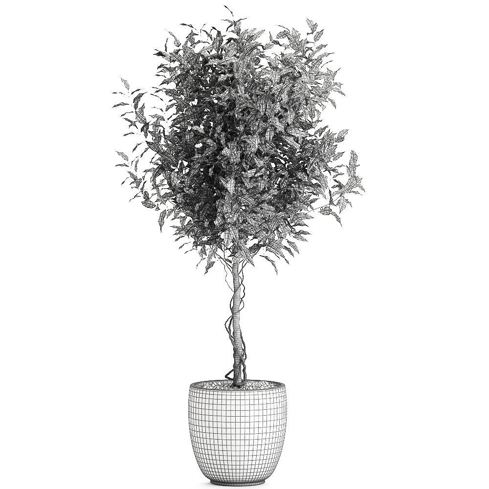 Ficus benjamina trees in a flowerpot for interior design 556 3D model_6