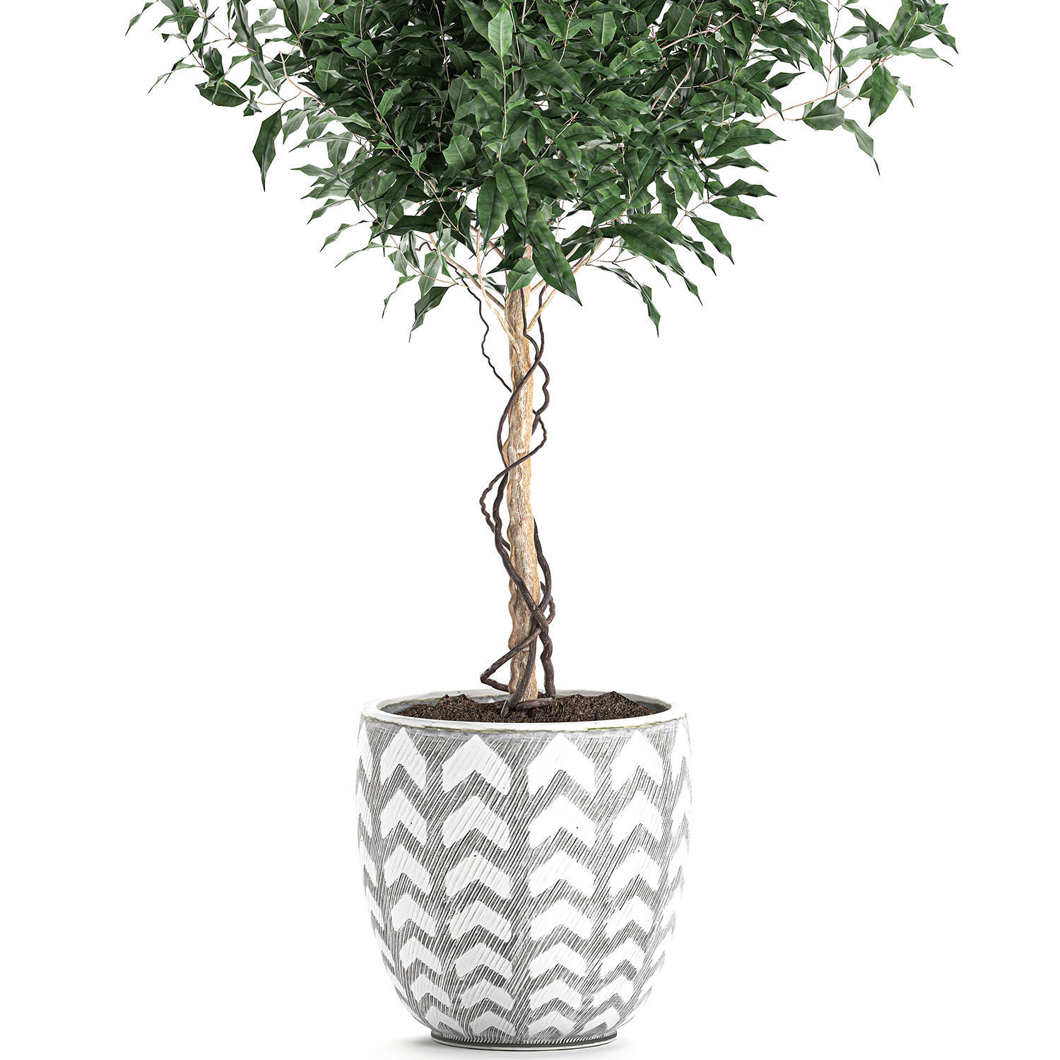 Ficus benjamina trees in a flowerpot for interior design 556 3D model_3