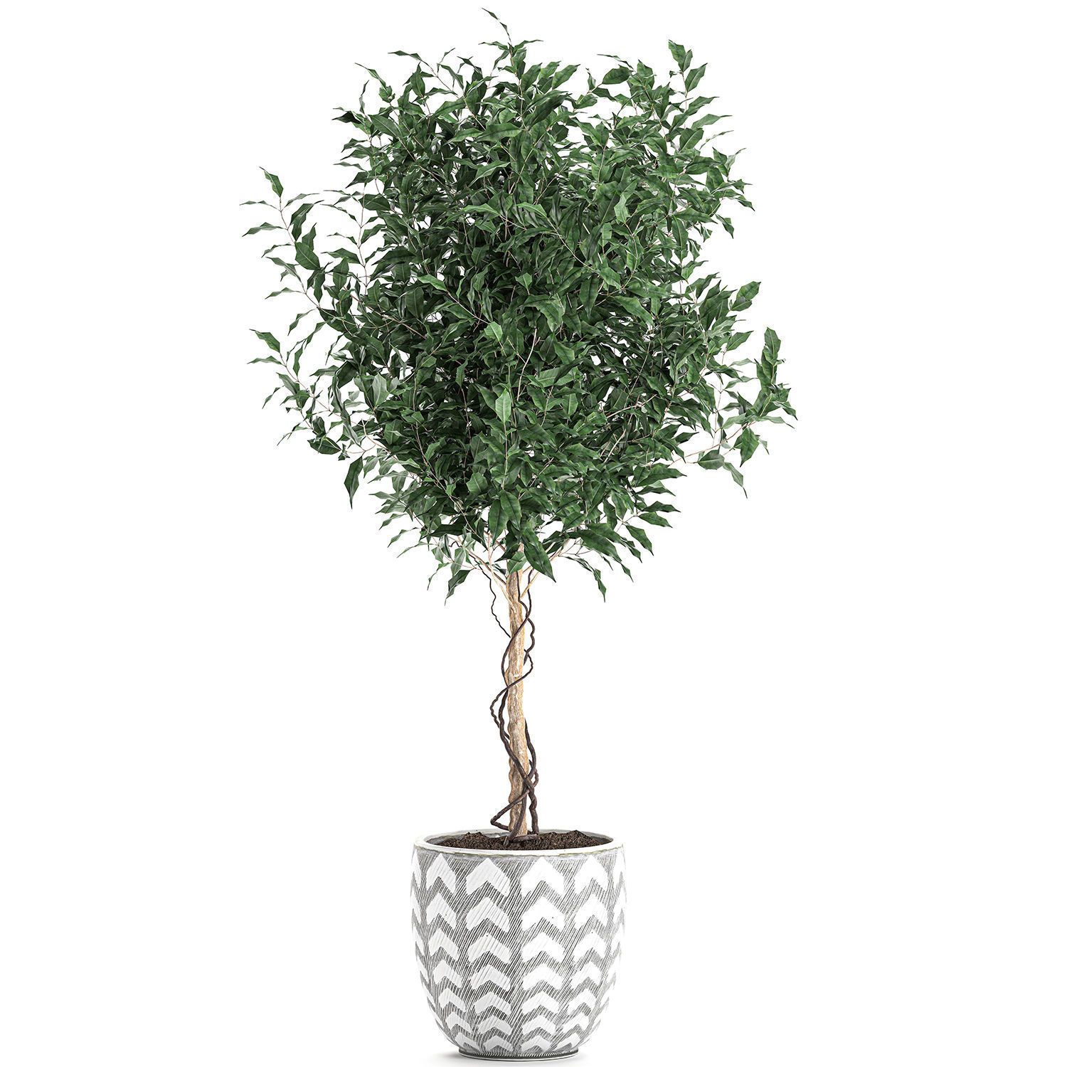 Ficus benjamina trees in a flowerpot for interior design 556 3D model_1