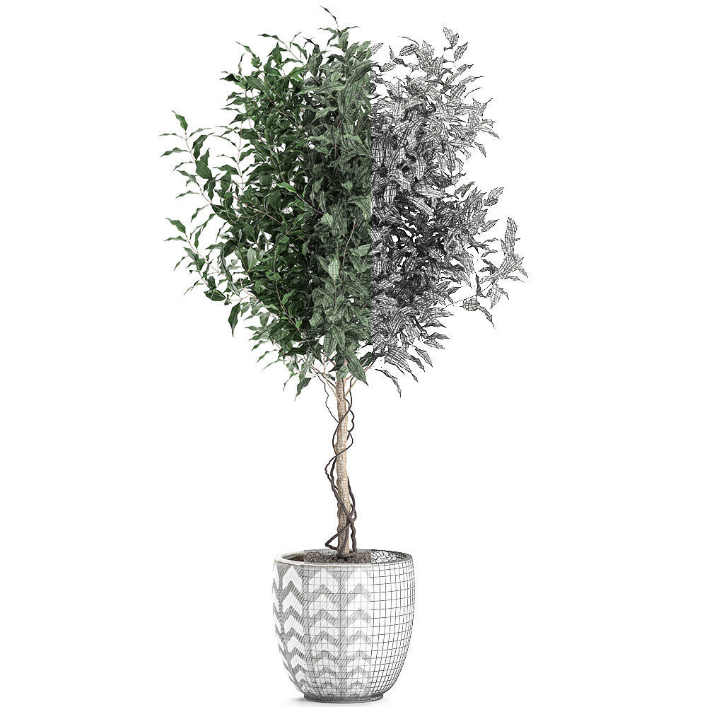 Ficus benjamina trees in a flowerpot for interior design 556 3D model_4