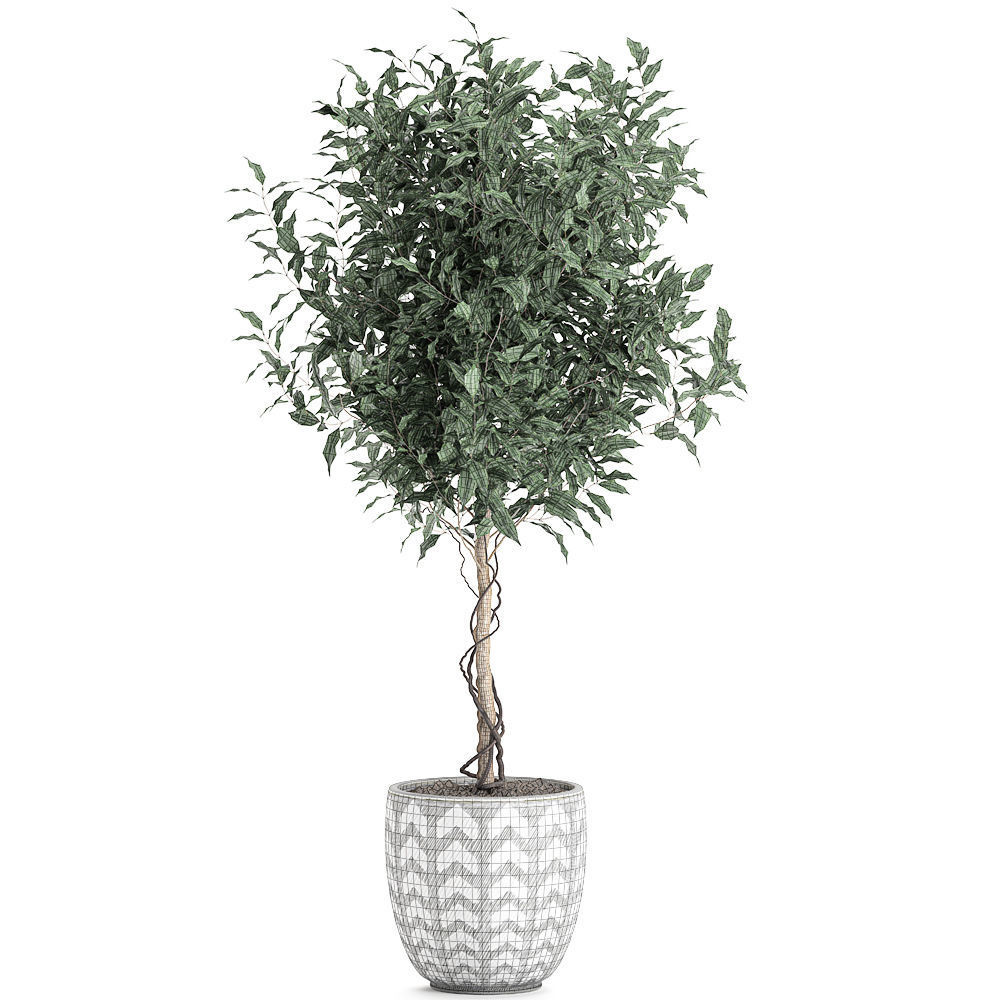 Ficus benjamina trees in a flowerpot for interior design 556 3D model_5
