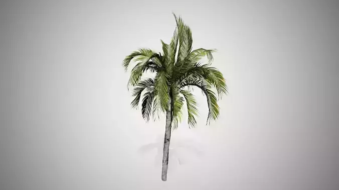 Queen Palm Tree Low-poly 3D model
