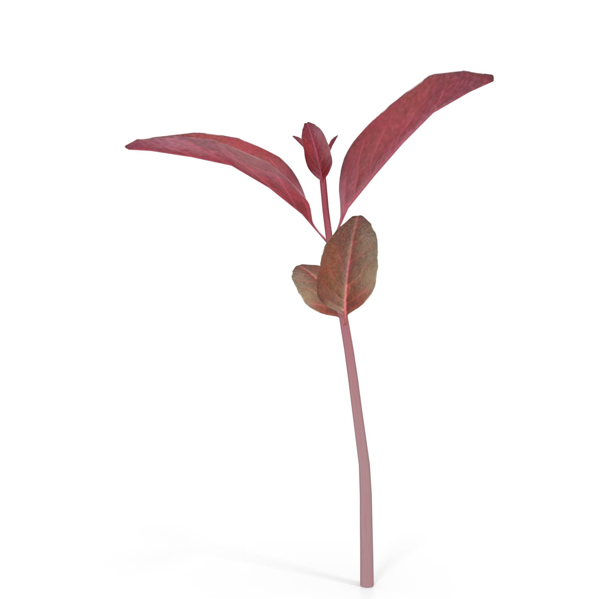 Red amaranth Low-poly 3D model_2
