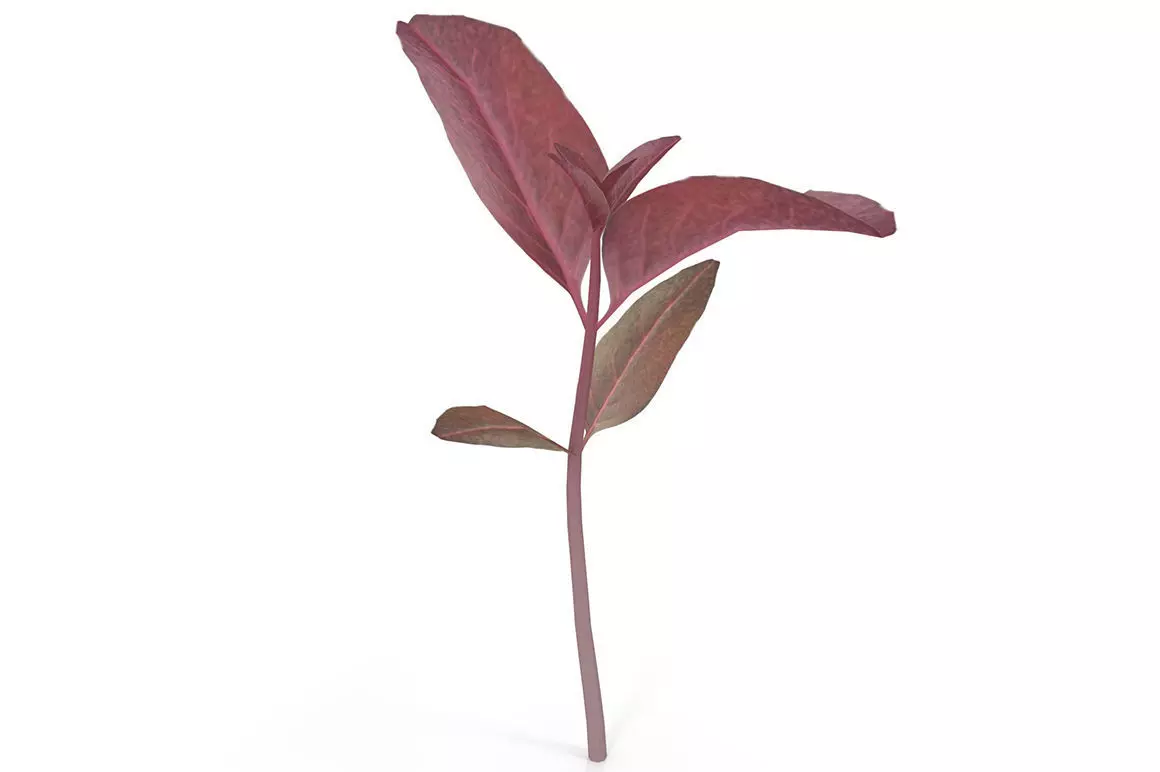 Red amaranth Low-poly 3D model_0