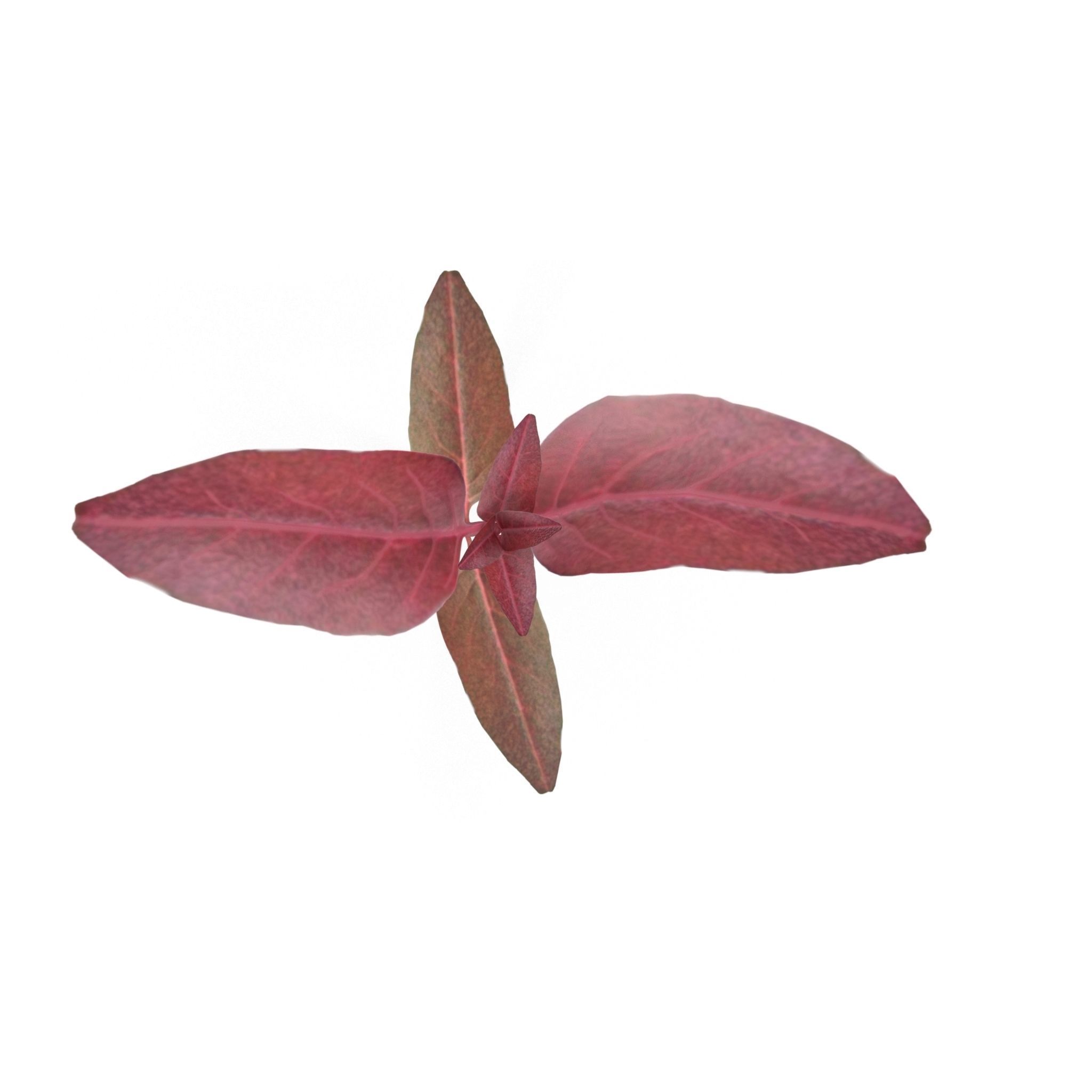 Red amaranth Low-poly 3D model_3