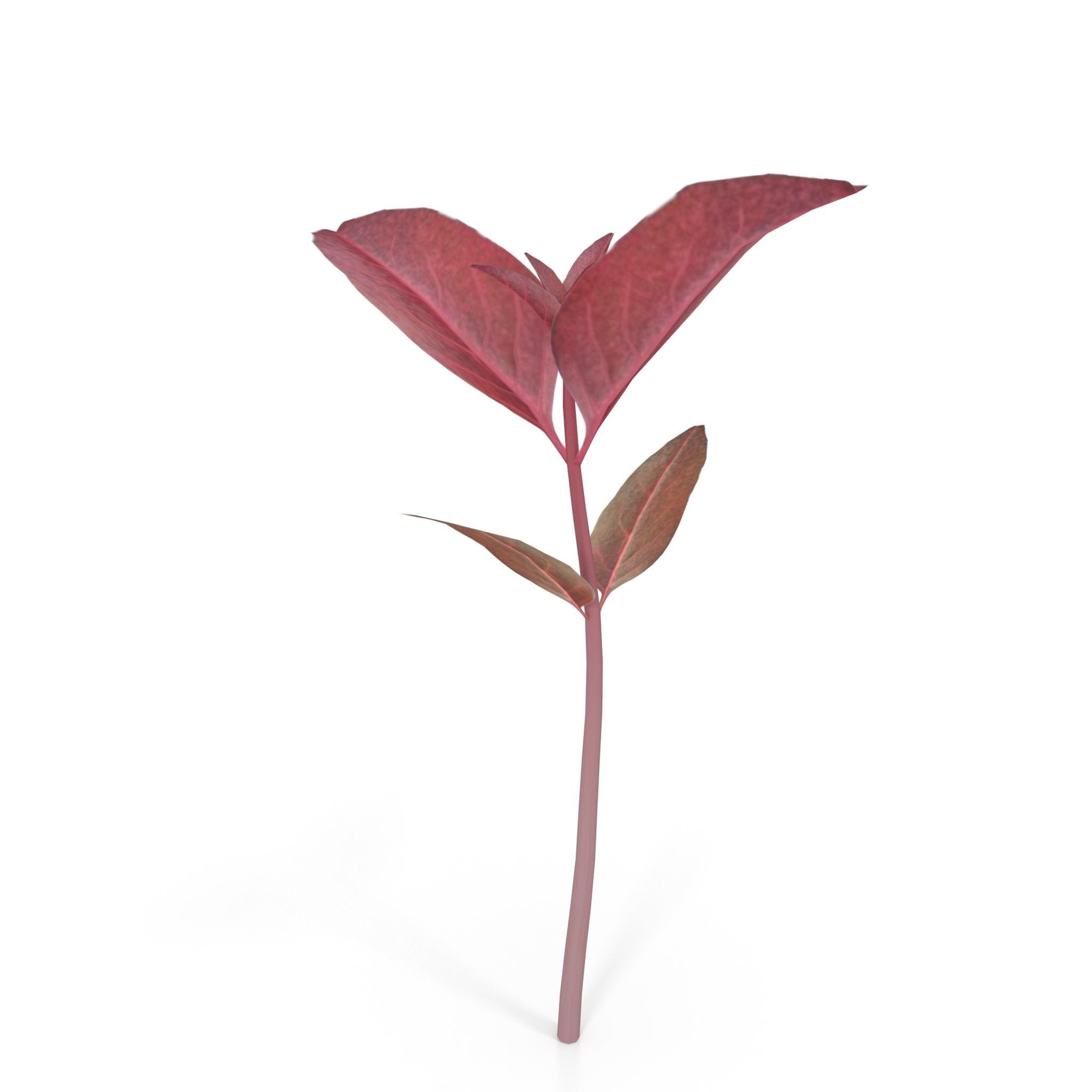 Red amaranth Low-poly 3D model_6