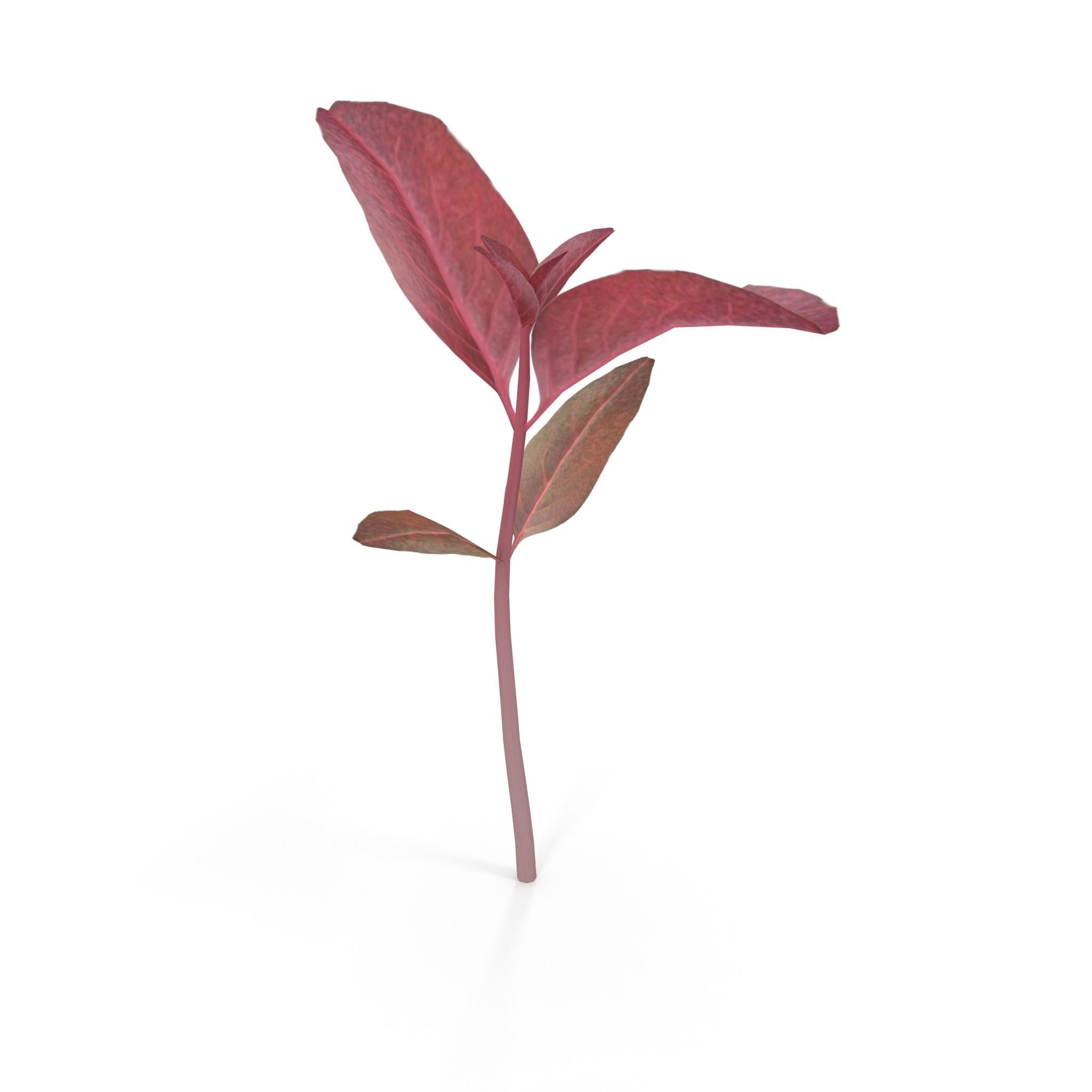 Red amaranth Low-poly 3D model_5