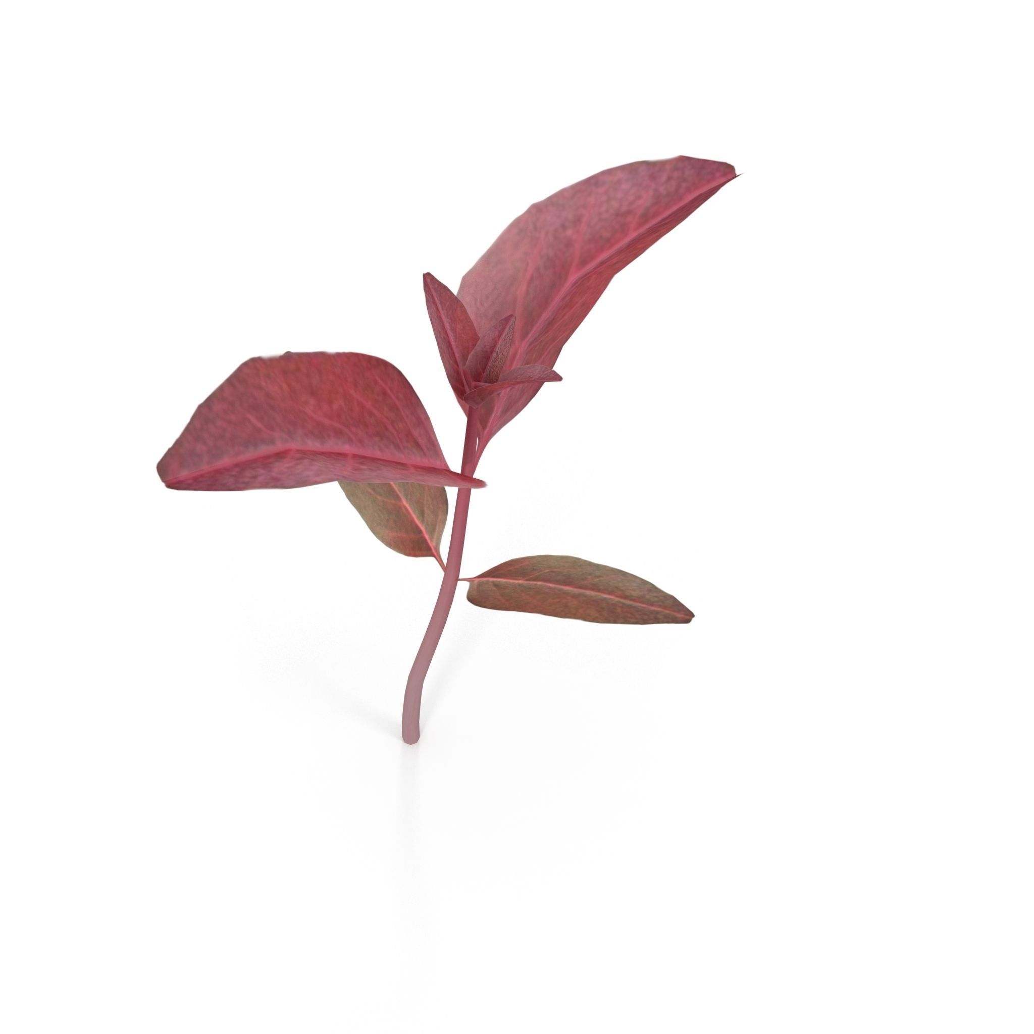 Red amaranth Low-poly 3D model_4