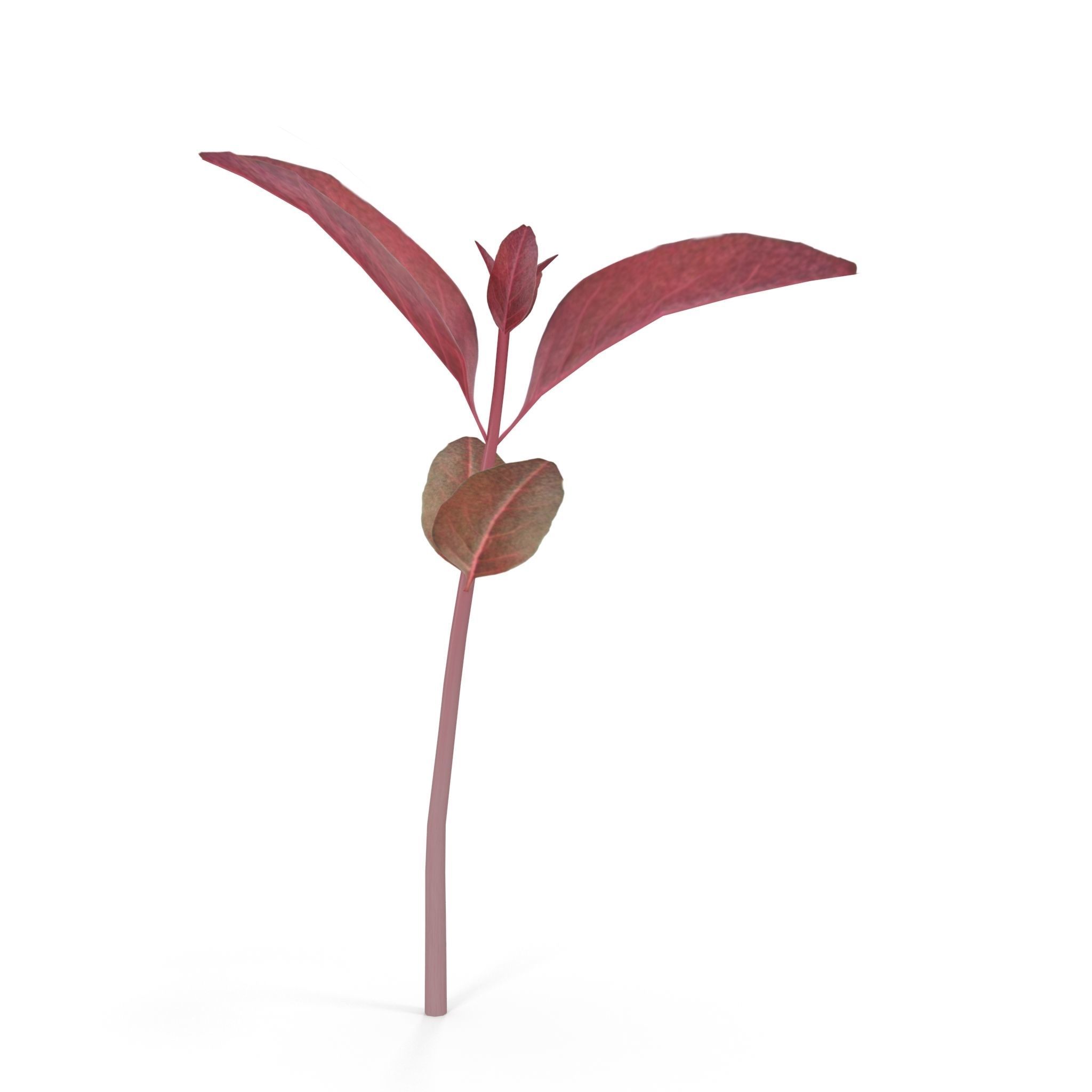 Red amaranth Low-poly 3D model_1