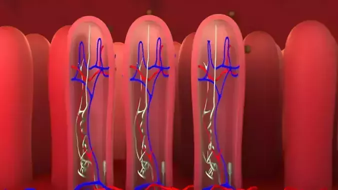 3D Internal intestine and worm egg Medical animation model 3D model
