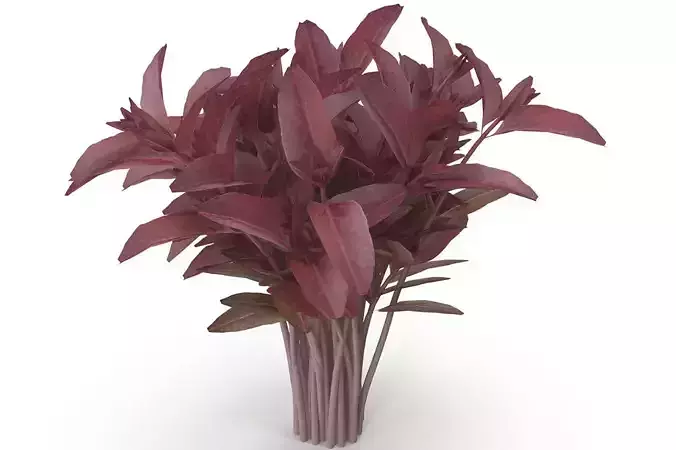 Red amaranth Bunch 3D model