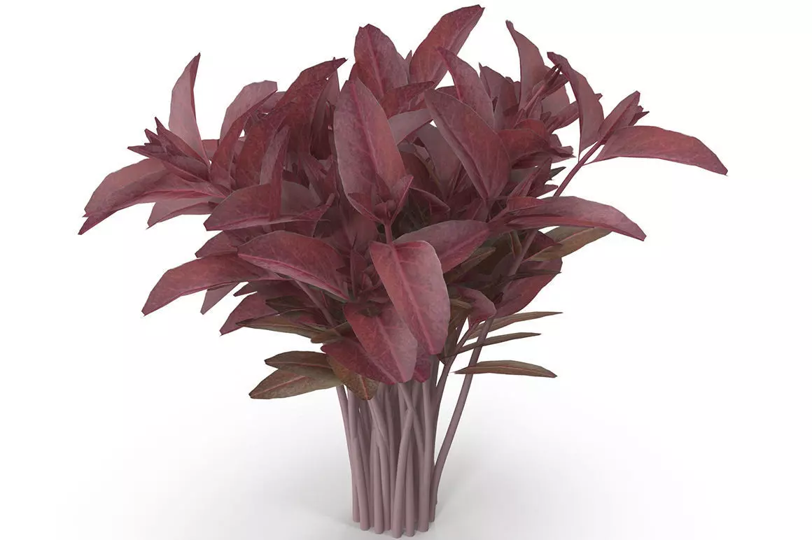 Red amaranth Bunch 3D model | CGTrader