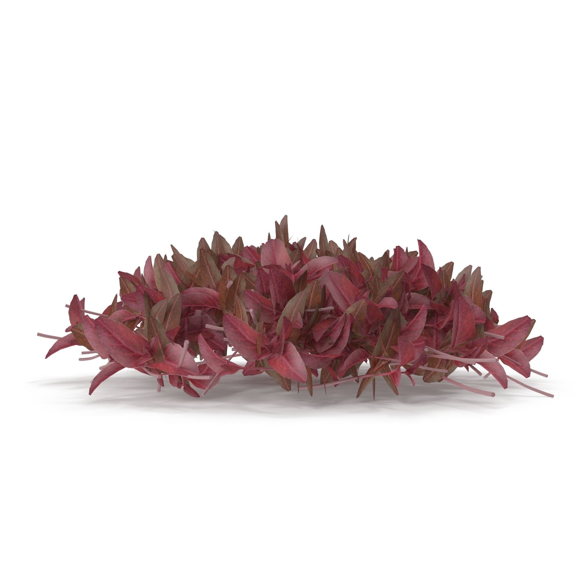 Red amaranth PS 3D model_5