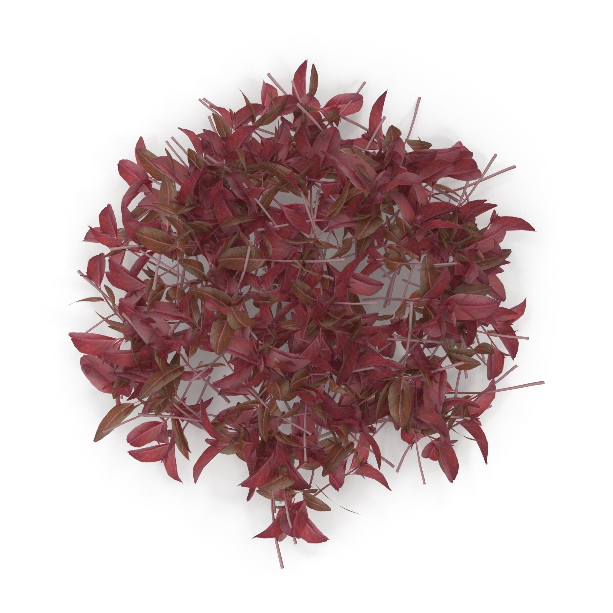 Red amaranth PS 3D model_1