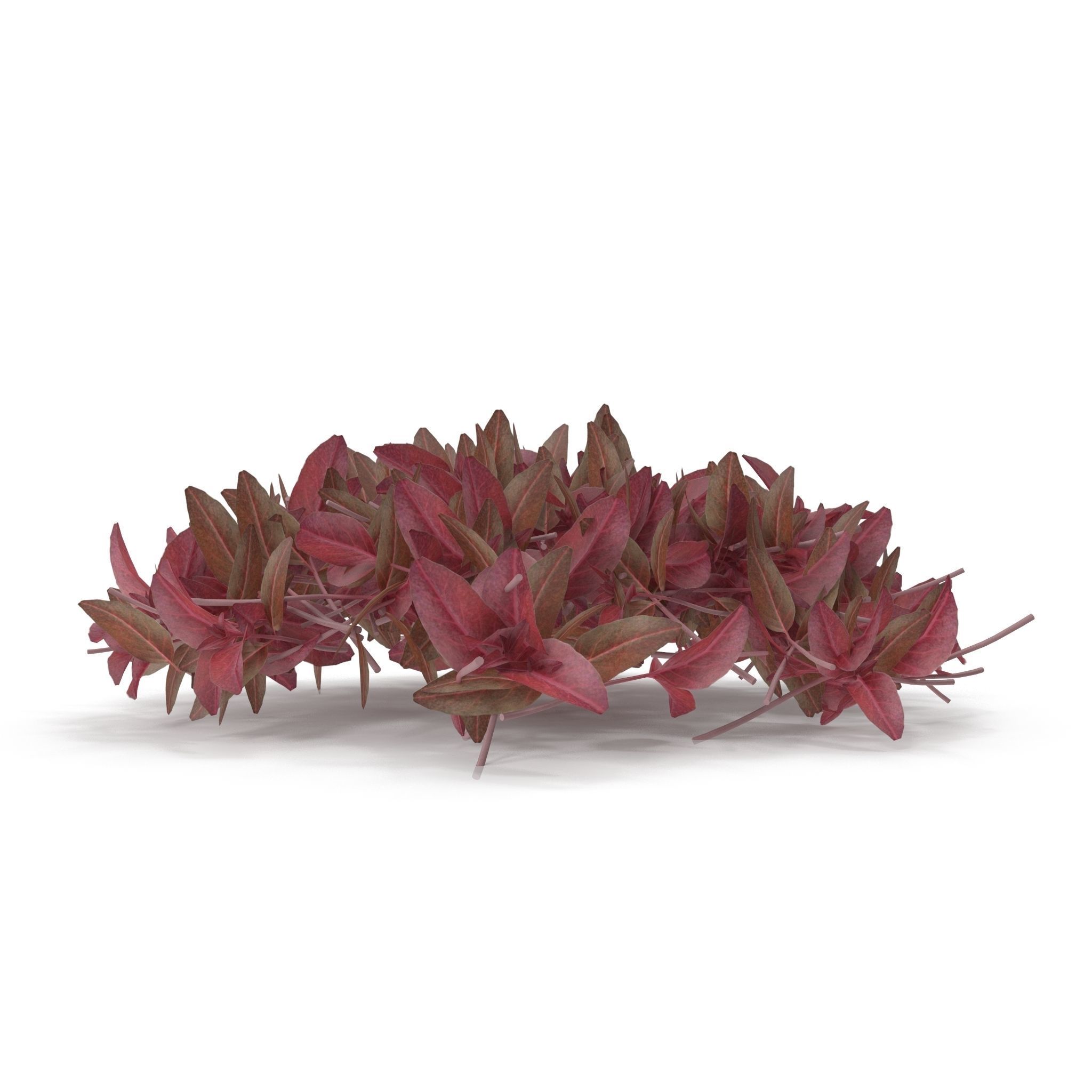 Red amaranth PS 3D model_4