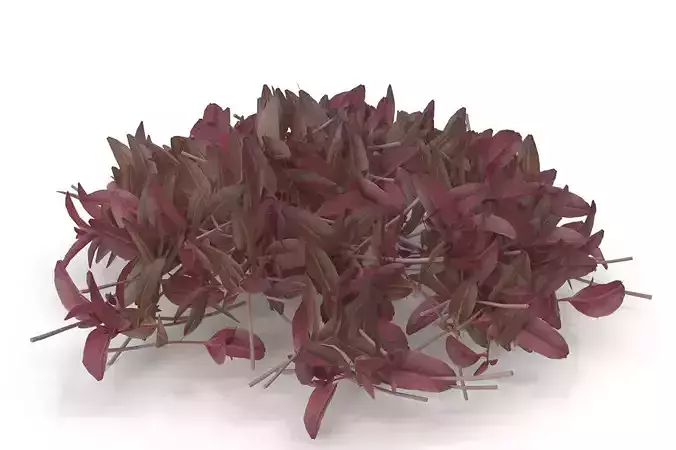 Red amaranth PS 3D model