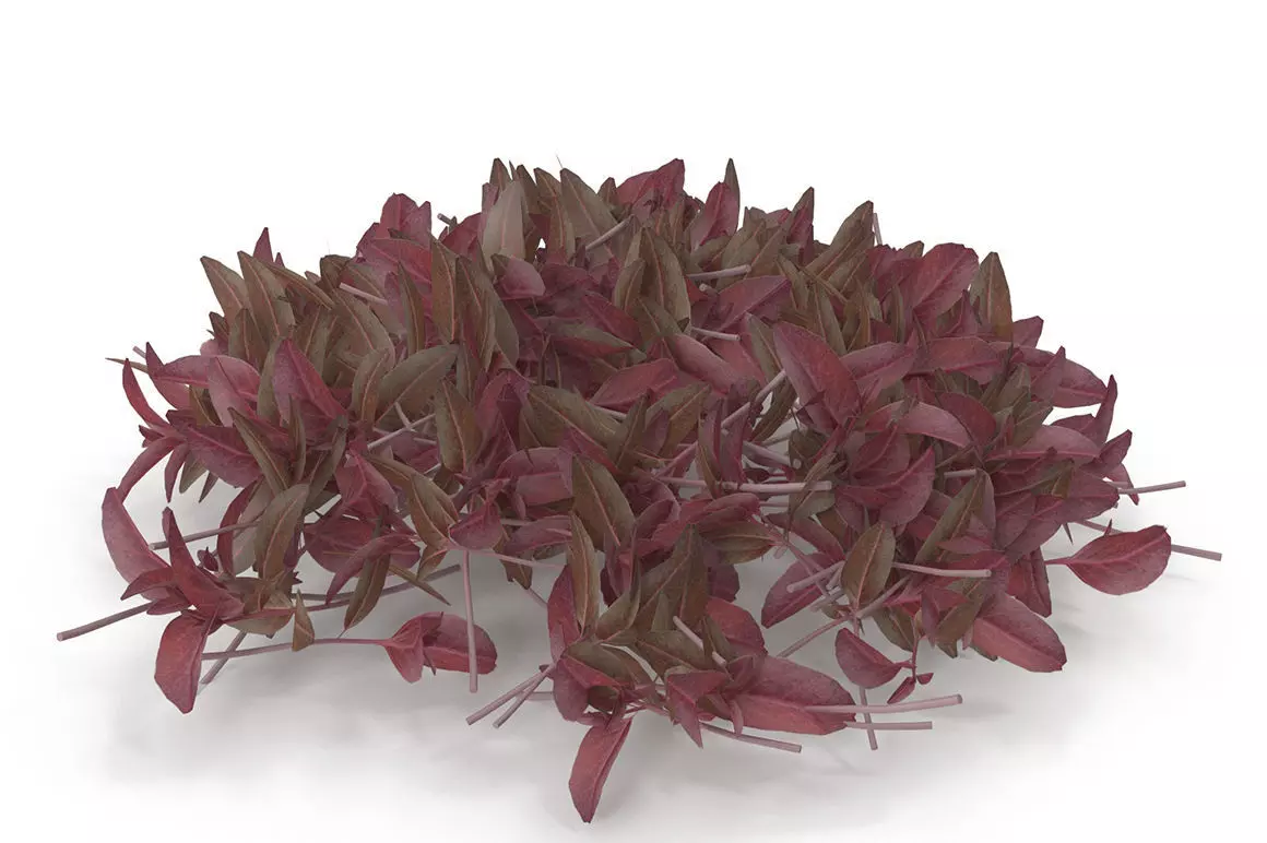 Red amaranth PS 3D model_0