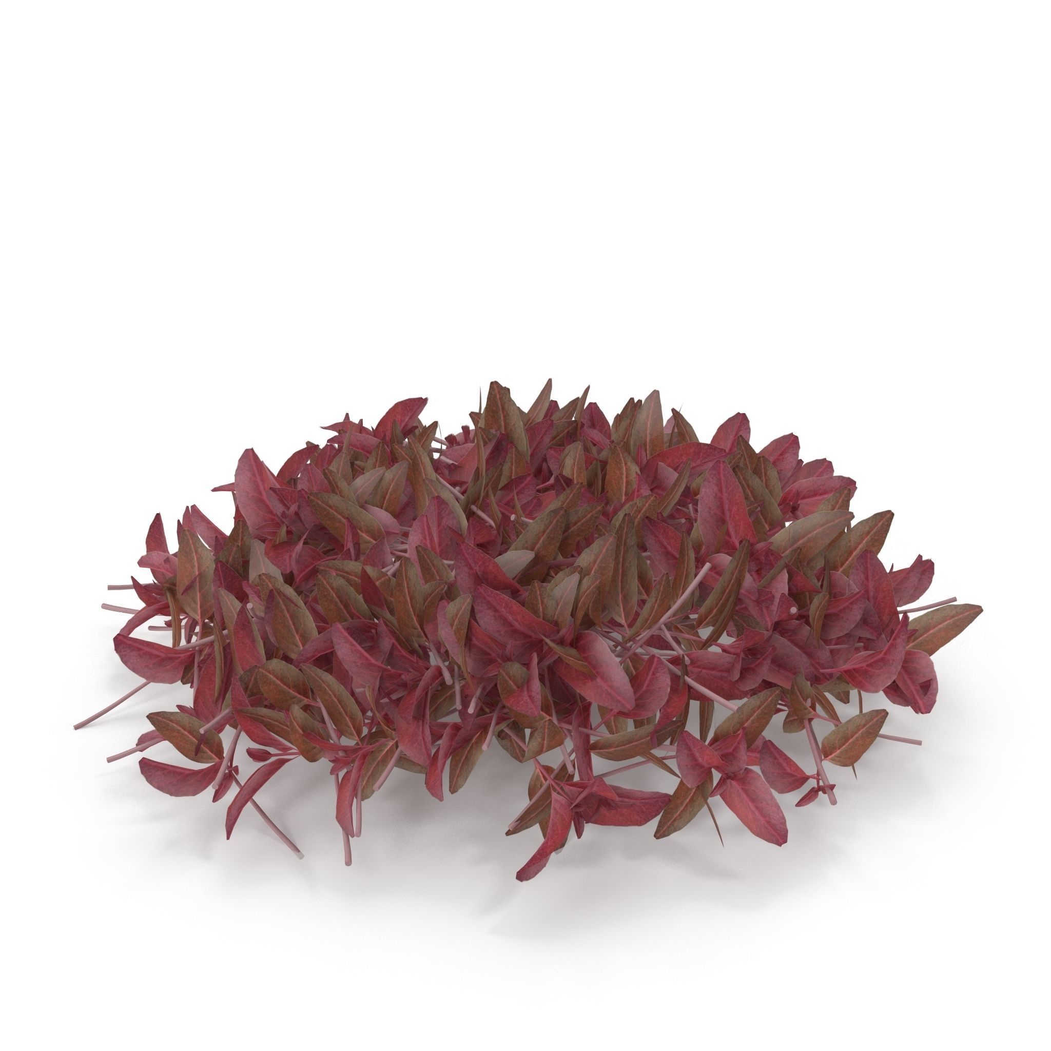 Red amaranth PS 3D model_3