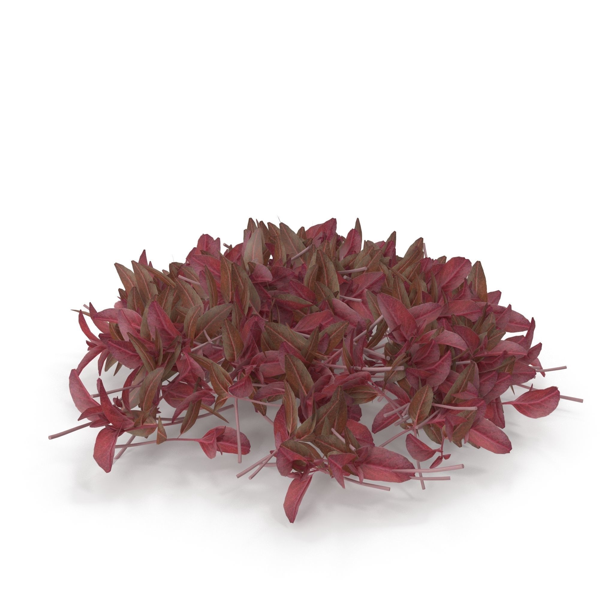 Red amaranth PS 3D model_2