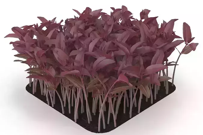 Red amaranth rect 3D model