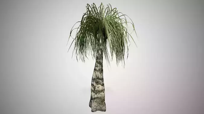 Ponytail Palm Tree