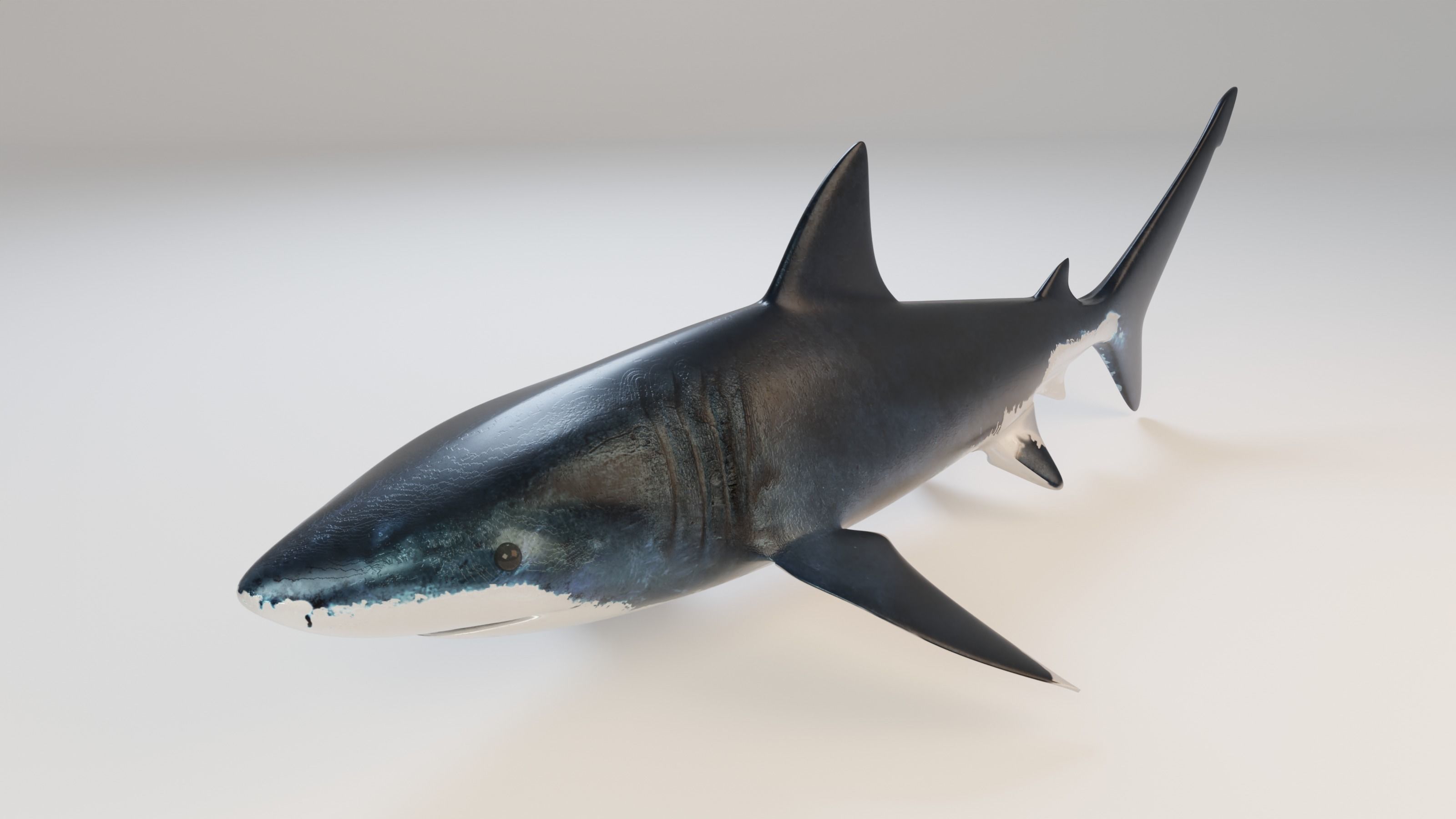 Great White Shark - Queen of the Ocean  Low-poly 3D model_2