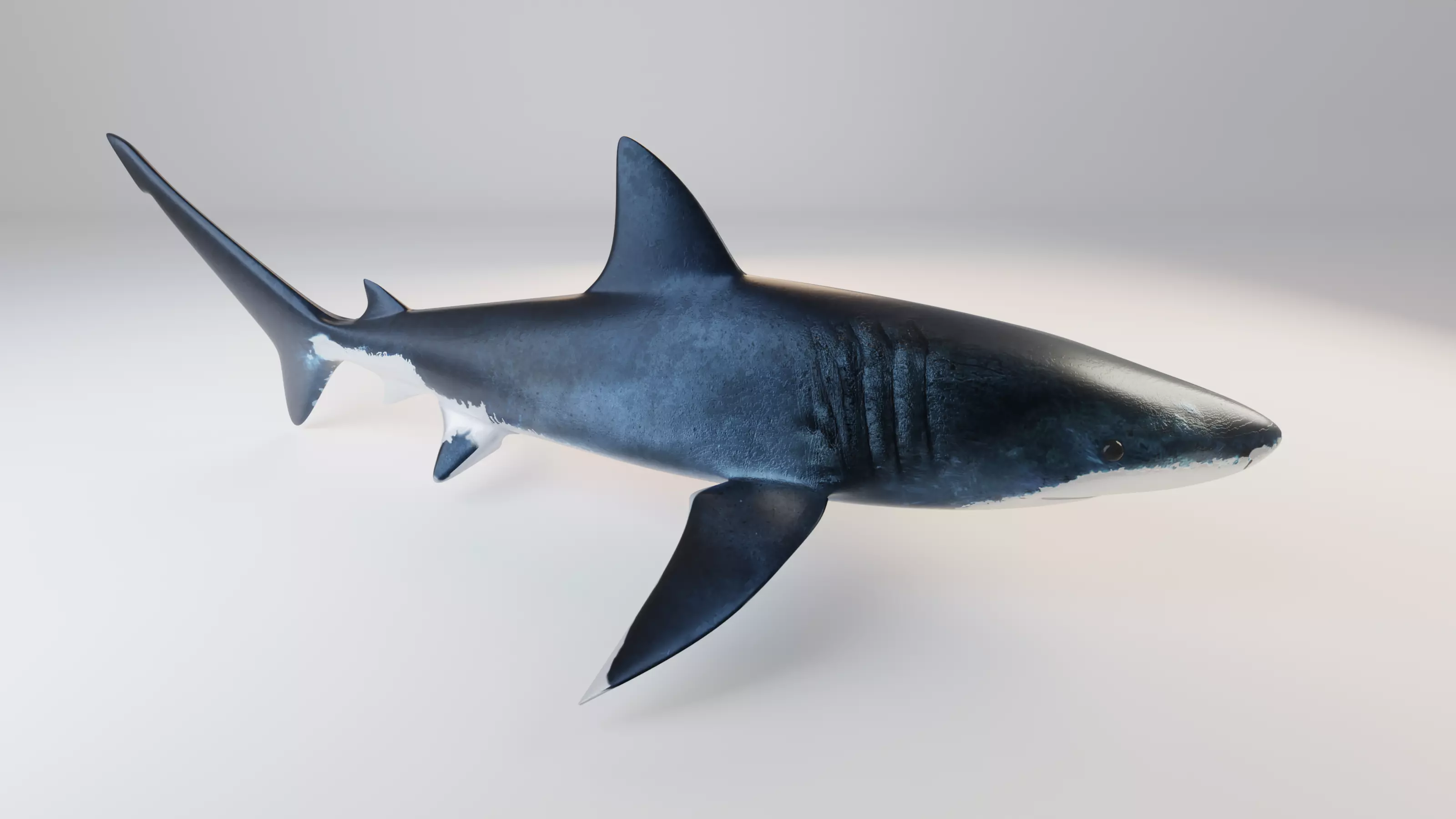 Great White Shark - Queen of the Ocean  Low-poly 3D model_0