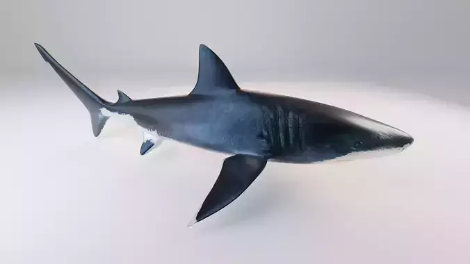 Great White Shark - Queen of the Ocean 