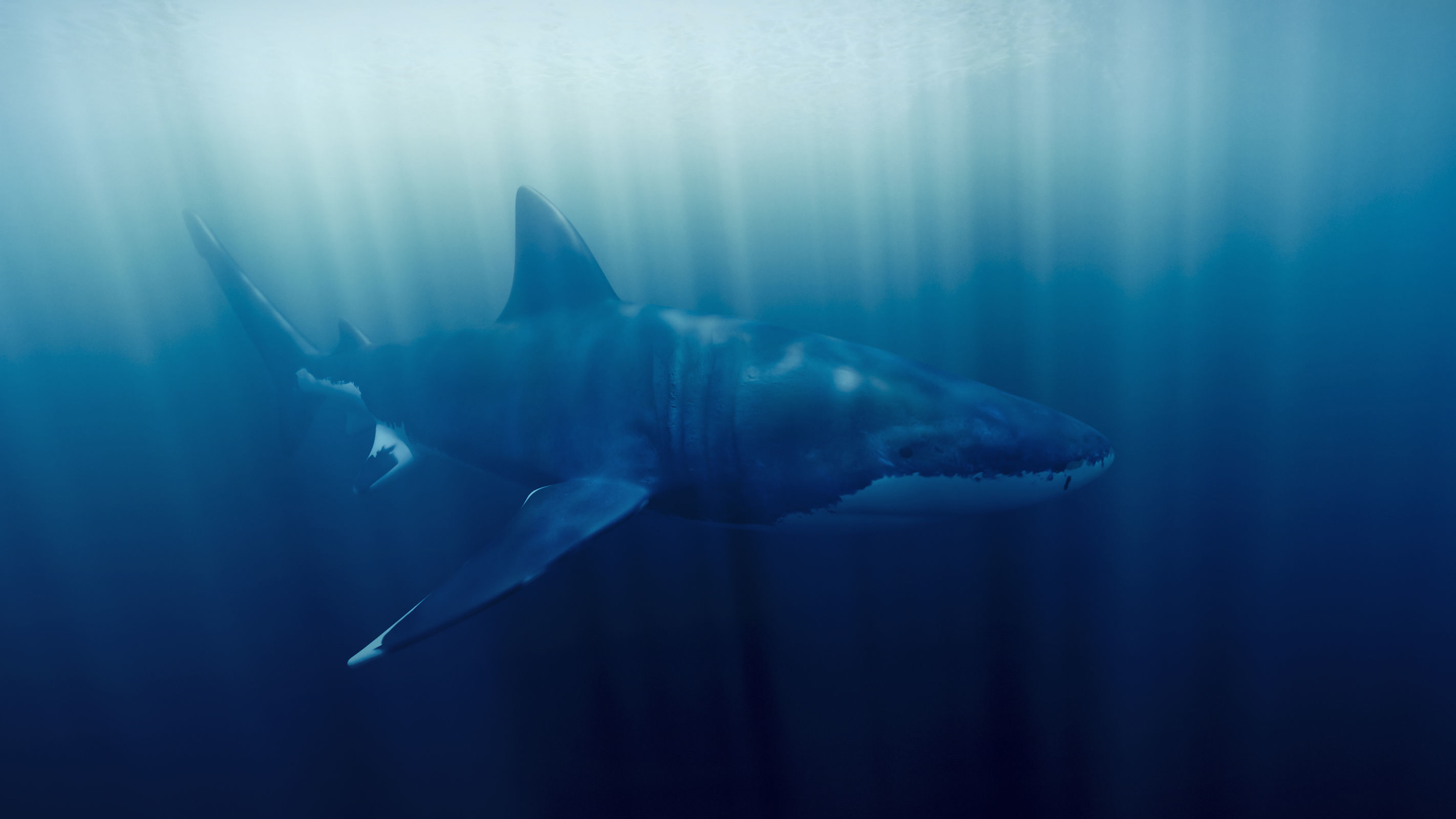 Great White Shark - Queen of the Ocean  Low-poly 3D model_1