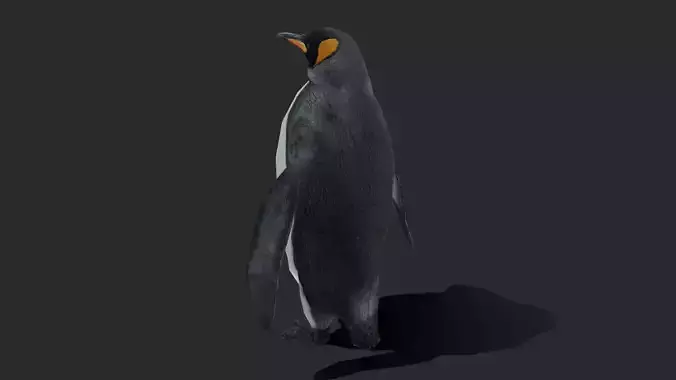 King Penguin - Animated