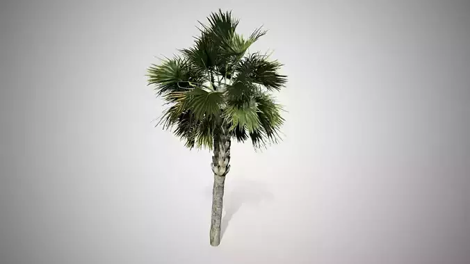 Palmetto Tree Low-poly 3D model